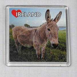 Irish donkey magnet